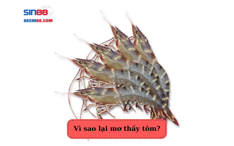 Mơ thấy tôm là điềm báo tốt hay xấu? Những con số may mắn liên quan 1 Vì sao lại mơ thấy tôm?